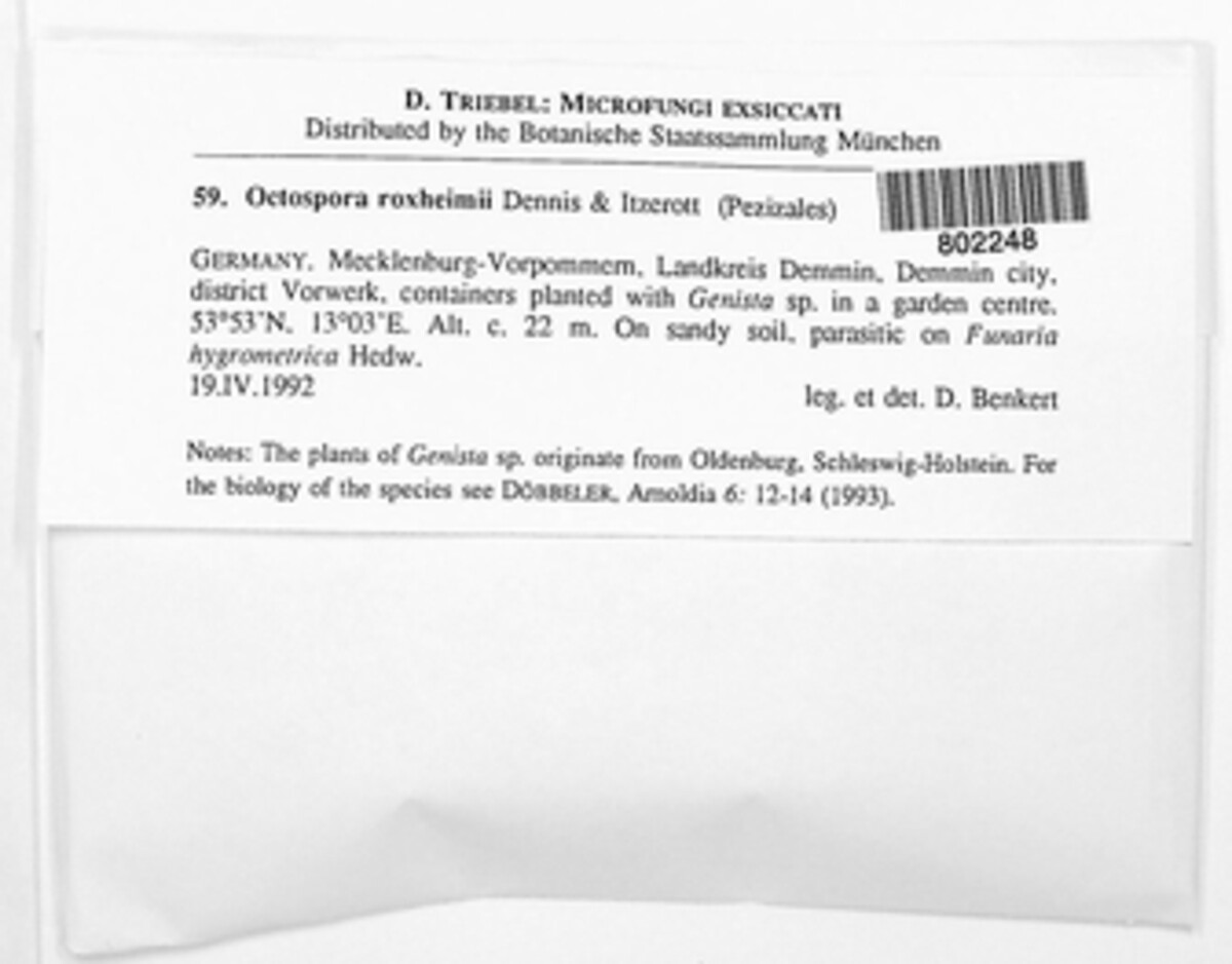 Octospora excipulata image
